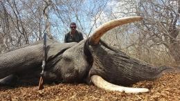 Mozambique Elephant Trophy