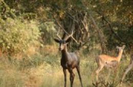 Black Impala Trophy Ram