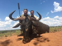 Blue Wildebeest trophy