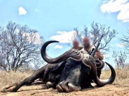 Big Kalahari Cape Buffalo