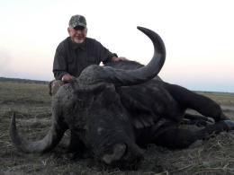 Giant Caprivi Strip Buffalo