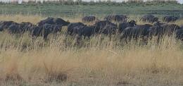 Buffalo in the Caprivi Strip marsh