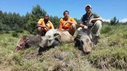 Bushpig Trophies