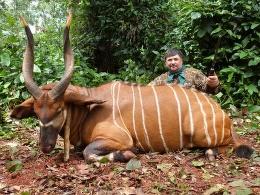 Large trophy bongo