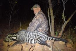 Trophy civet taken at night