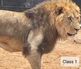 Representative Class 1 Lion