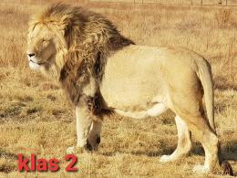 Class 2 Representative Lion
