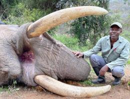 Big Zimbabwe Elephant