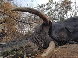 Giant Zimbabwe Tusker