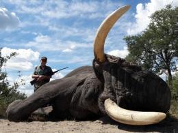 Bushmanland Trophy Elephant