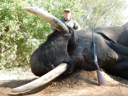 Trophy Elephant Bull Taken in Bushmanland, Namibia