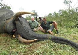 Trophy elephant in Zimbabwe