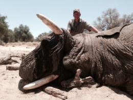 Trophy elephant in Namibia