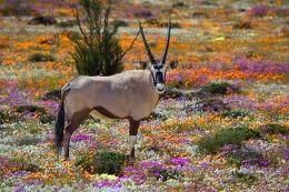 Gemsbok standing in wildflowers