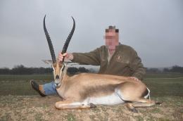 Grant's gazelle trophy from Maasailand