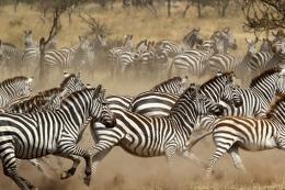 zebra herd running in Africa