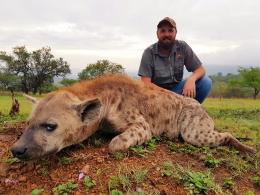 Big Spotted Hyena in Limpopo