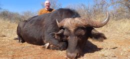 Trophy Buffalo Cow