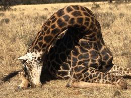 TRophy Dark Bull Giraffe