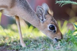 Small Antelope Feeding