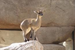 Trophy Klipspringer