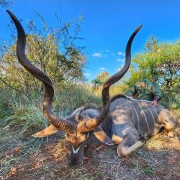 Trophy Kudu in Limpopo