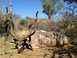 Premium Rifle Hunt in Namibia Kudu Trophy