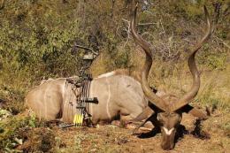 Premium Namibia Bow Hunt Trophy Kudu