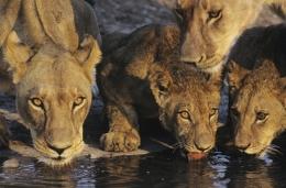 lionesses drinking