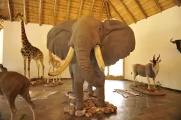museum of african hunting