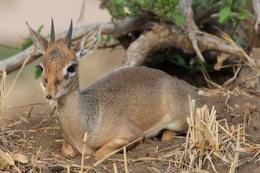 Resting Oribi