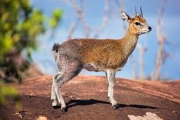 Klipspringer on a rock promentory