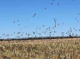 Many birds flying in South Africa