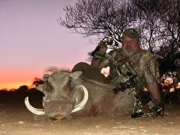 TRophy warthog taken with a bow in Limpopo
