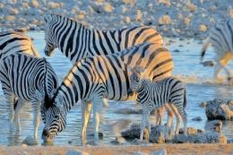 Zebra at the waterhole