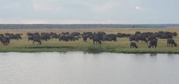 Caprivi Strip Buffalo Herd