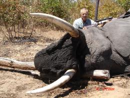 Big Trophy Bull Elephant