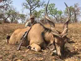 Cameroon Savanna Lord Derby Eland