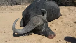 giant buffalo
