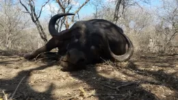 big cape buffalo trophy