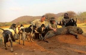 Hounds with a trophy leopard