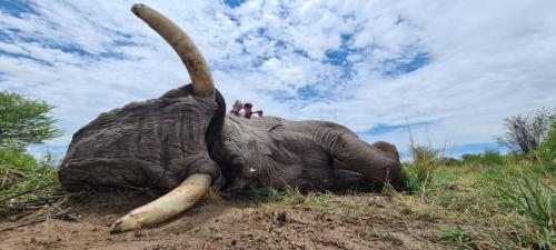 2020 Bushmanland elephant trophy