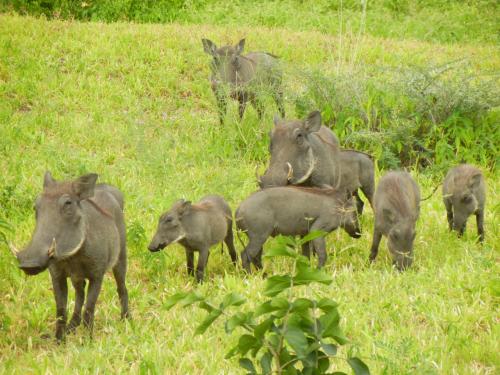 Warthogs redy to be culled.