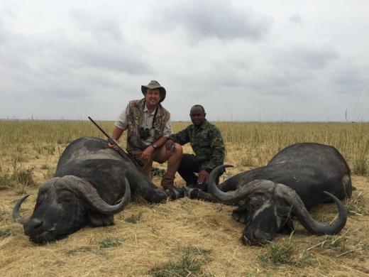 Two buffalo trophies taken in Maasailand