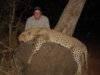 Leopard Cancellation Hunt in Zimbabwe 2