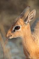 Side profile of dik-dik