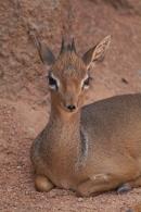 Resting Dik-Dik