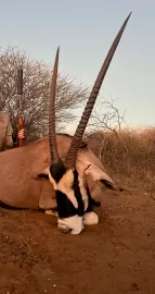 Gemsbok hunt
