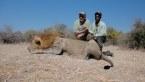 Trophy Tanzania Lion