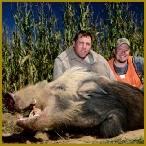Bushpig in South Africa 2